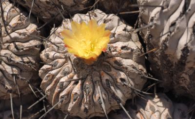 copiapoa